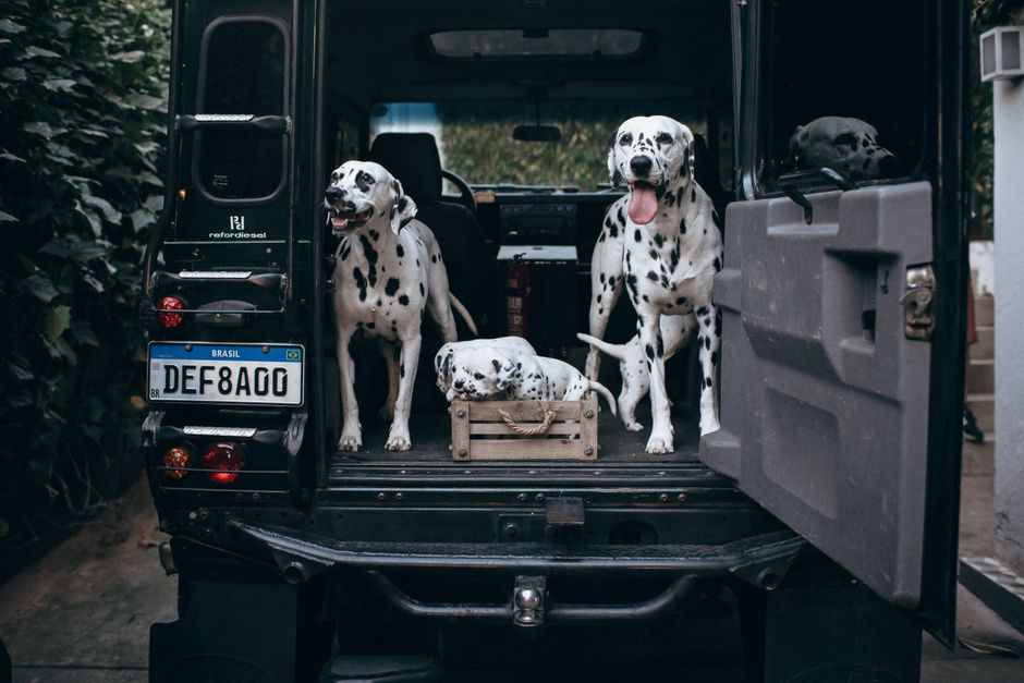 Pet Shopify Content Ideas That Convert