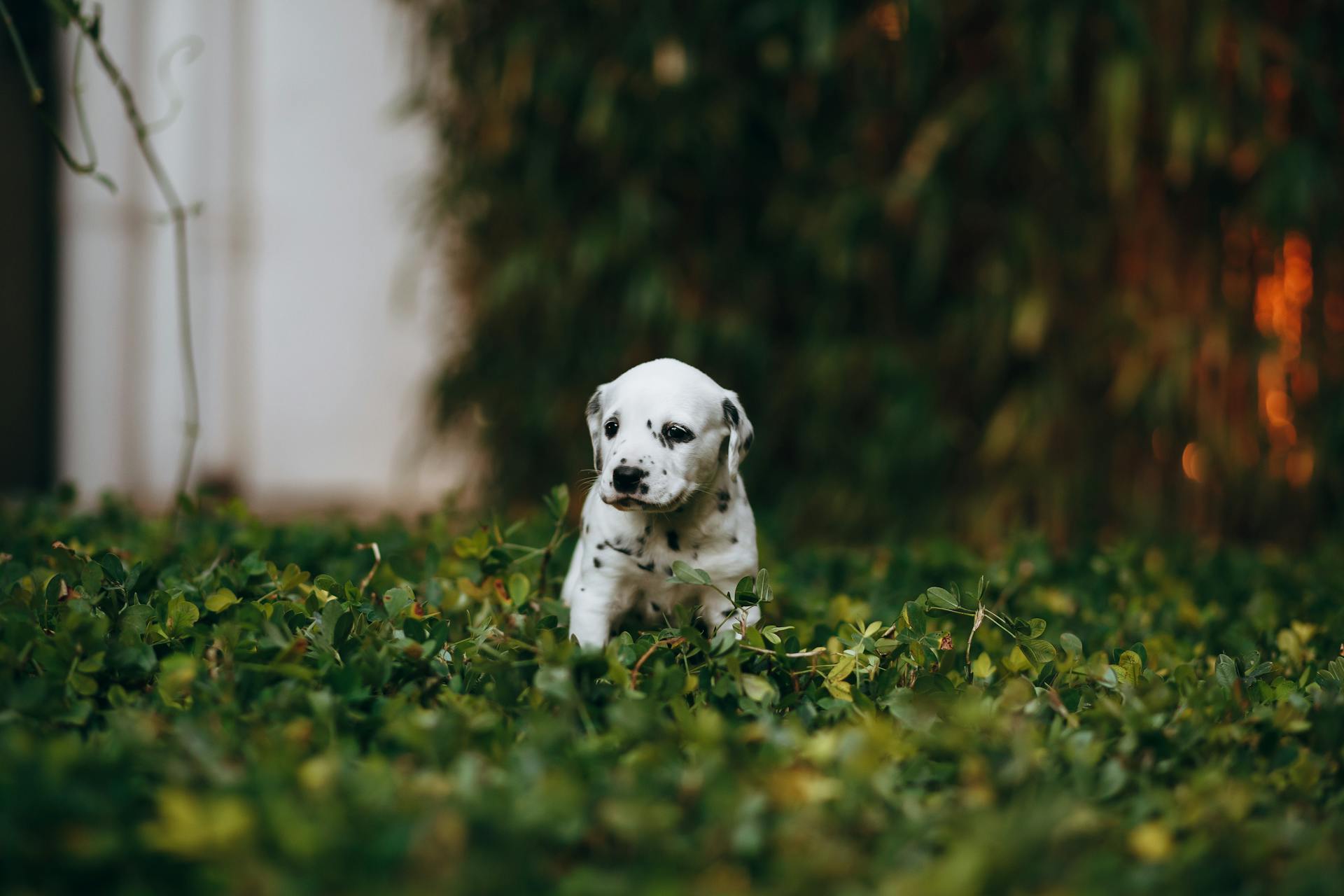 Close-up o a Dalmatian Puppy Sitting on a Lawn