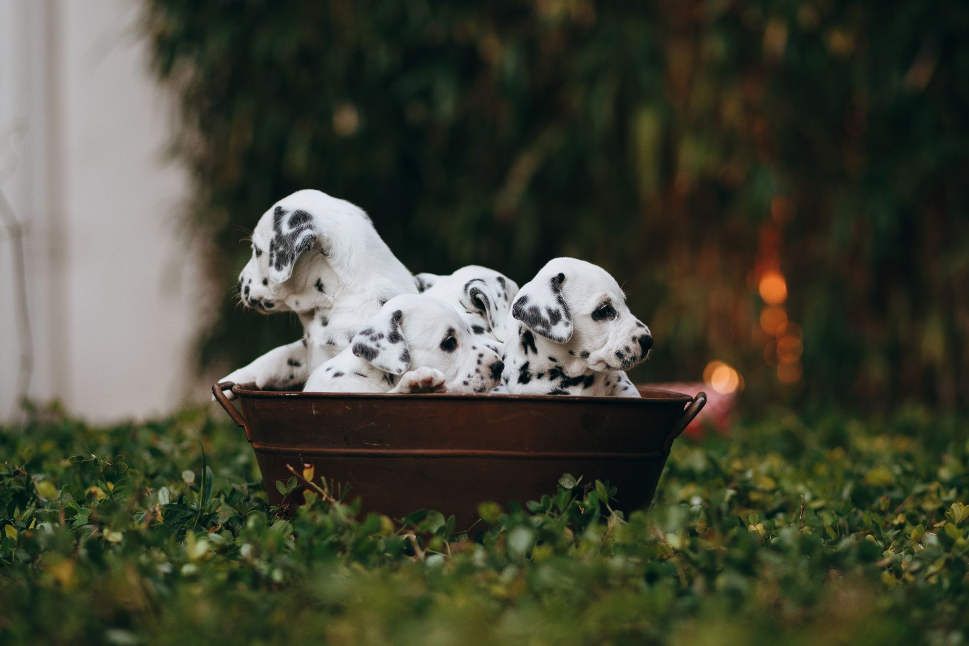 Three dalmatian puppies in a bowl