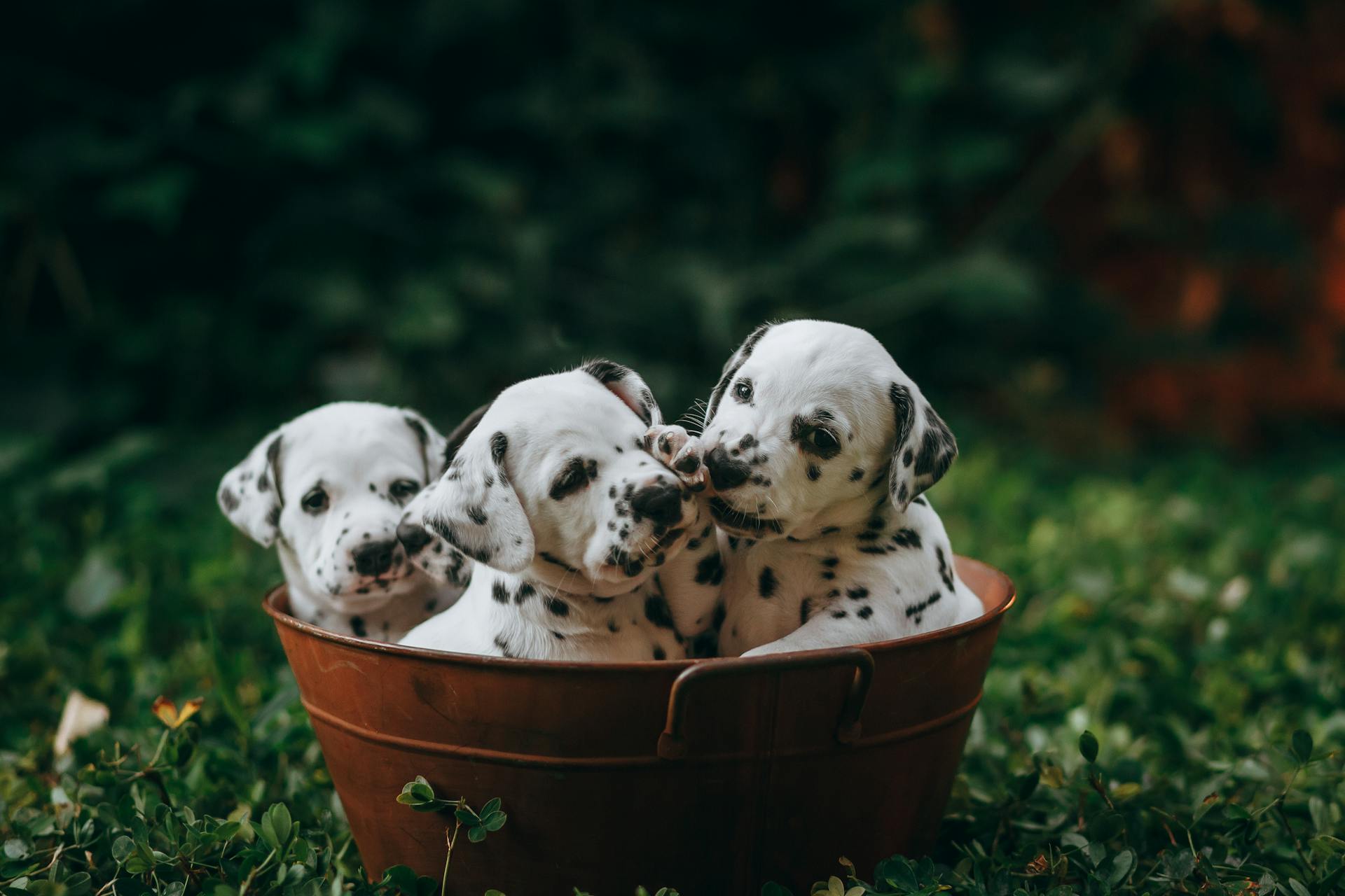 Three dalmatian puppies in a brown bowl