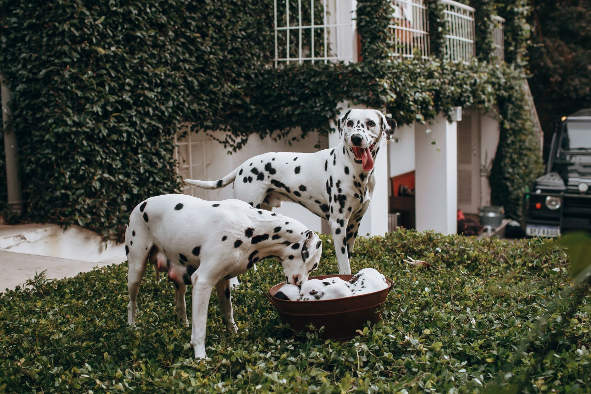 Spotting Ruthless Backyard Breeders