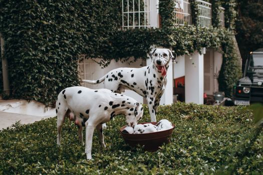 family dog home