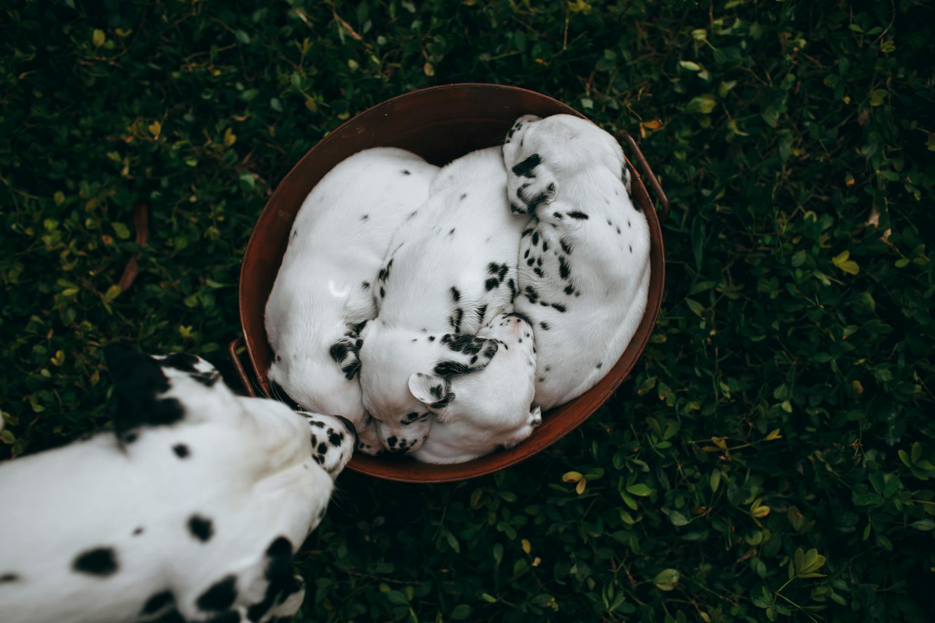 Cute Dalmatian Puppies Sleeping Together in Bucket