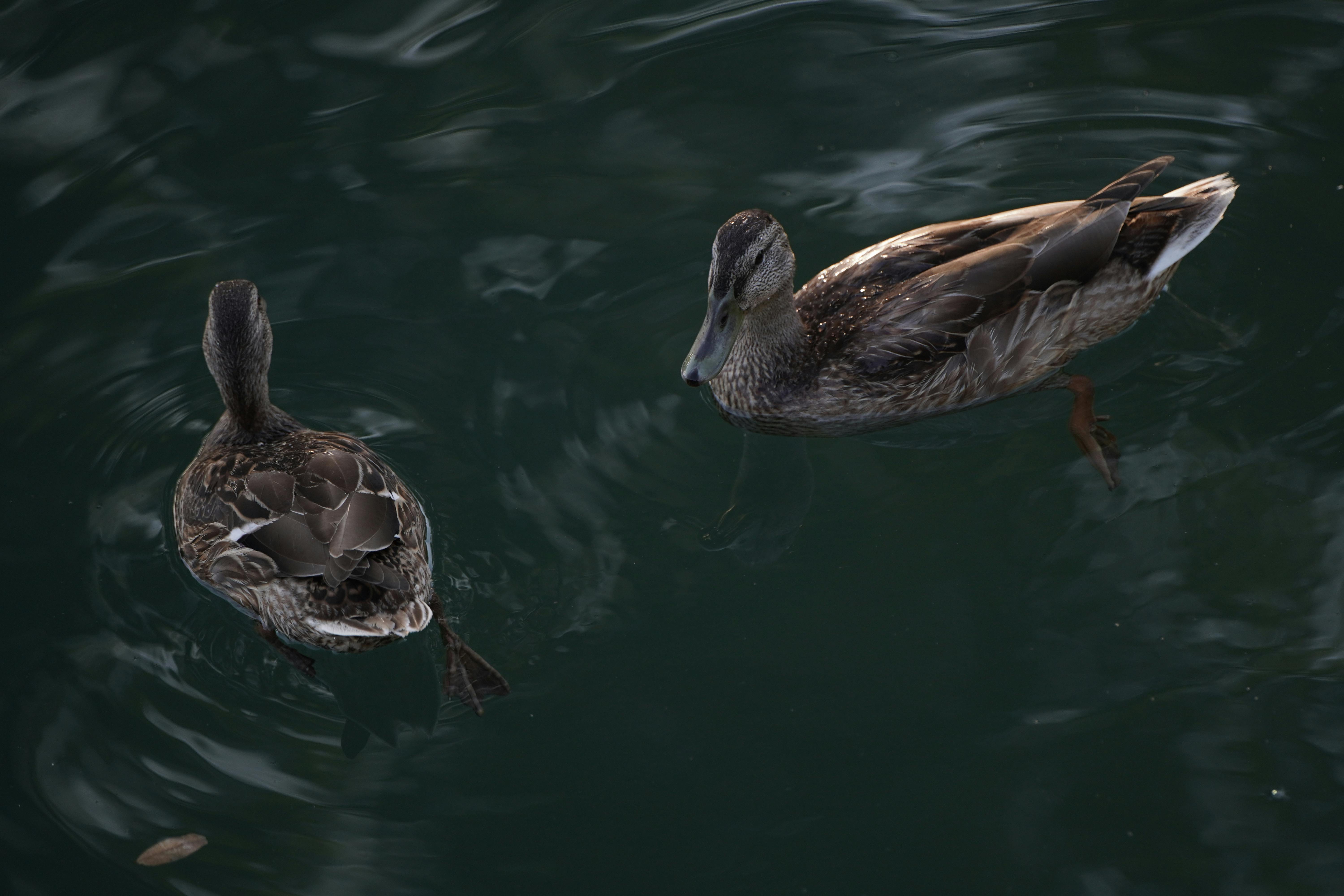 Pair of mallard ducks gracefully swimming on still water, reflecting the serene environment.