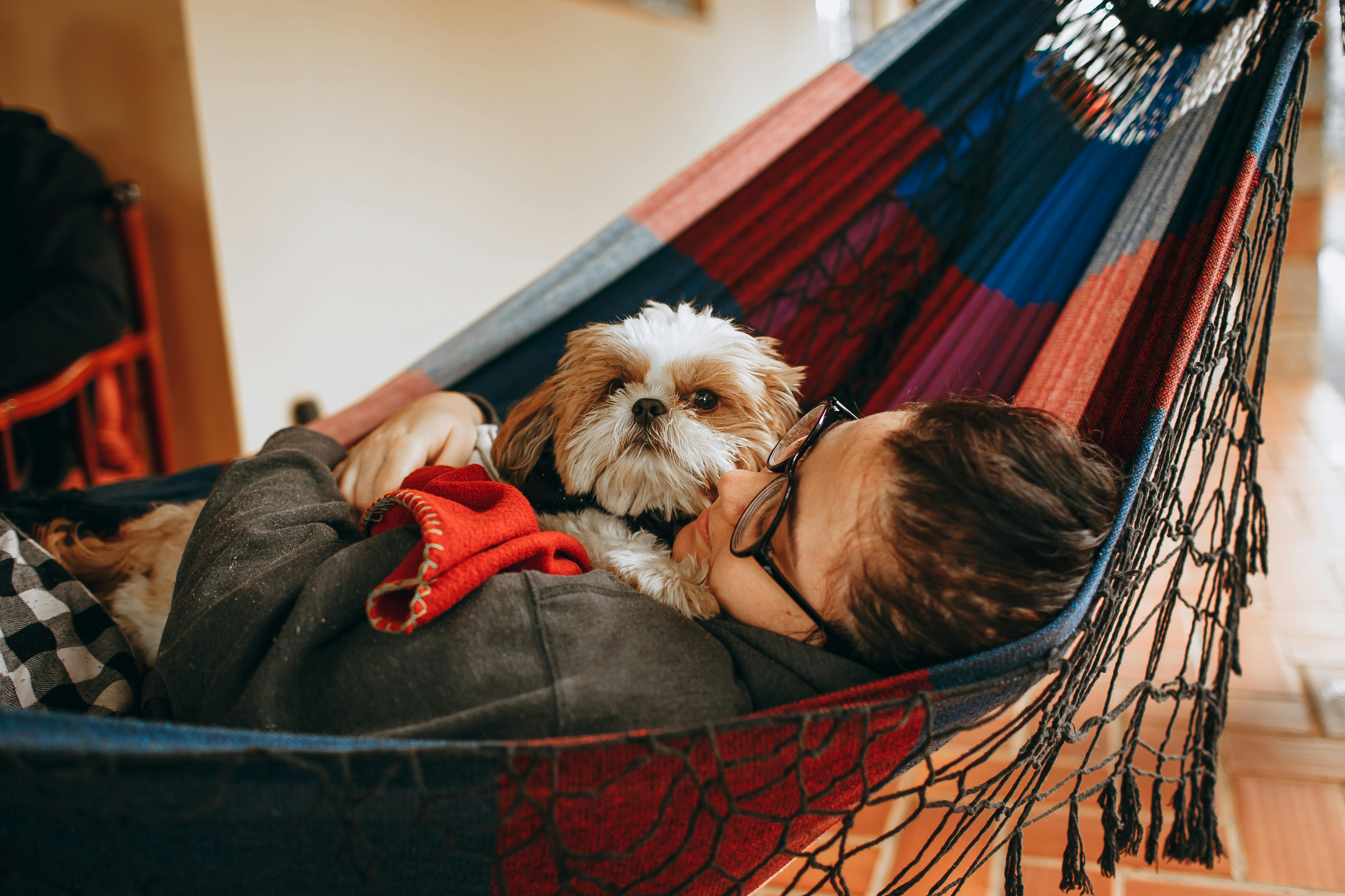 A person relaxing with a Shih Tzu dog on a colorful hammock indoors, capturing a moment of tranquility.