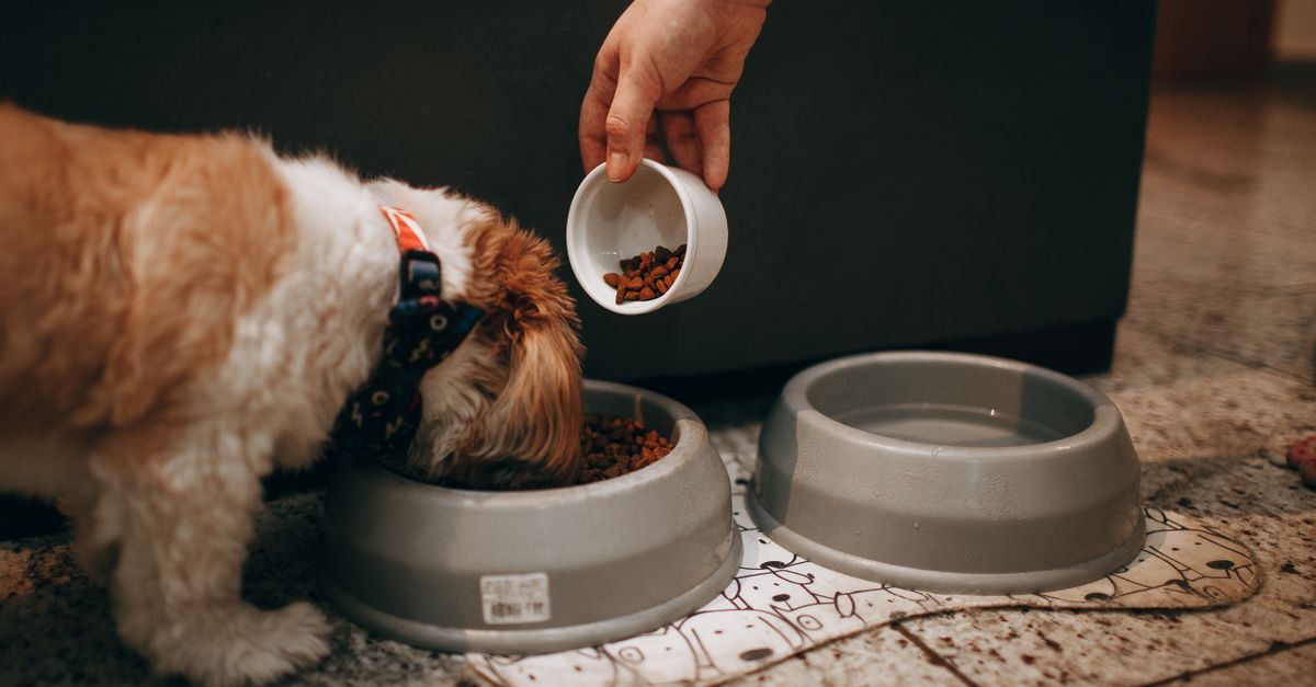 Un chien attentif devant sa gamelle de croquettes, illustrant une alimentation équilibrée
