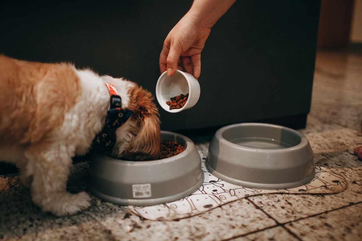 Owner holding a small white cup beside a dog eating from a grey bowl