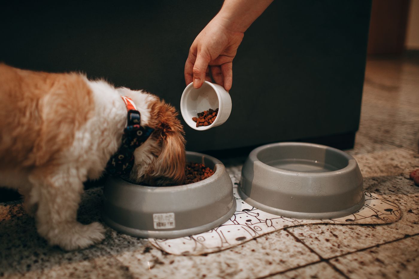 Adult small dog eating from a bowl while an owner measures dry food from a white cup