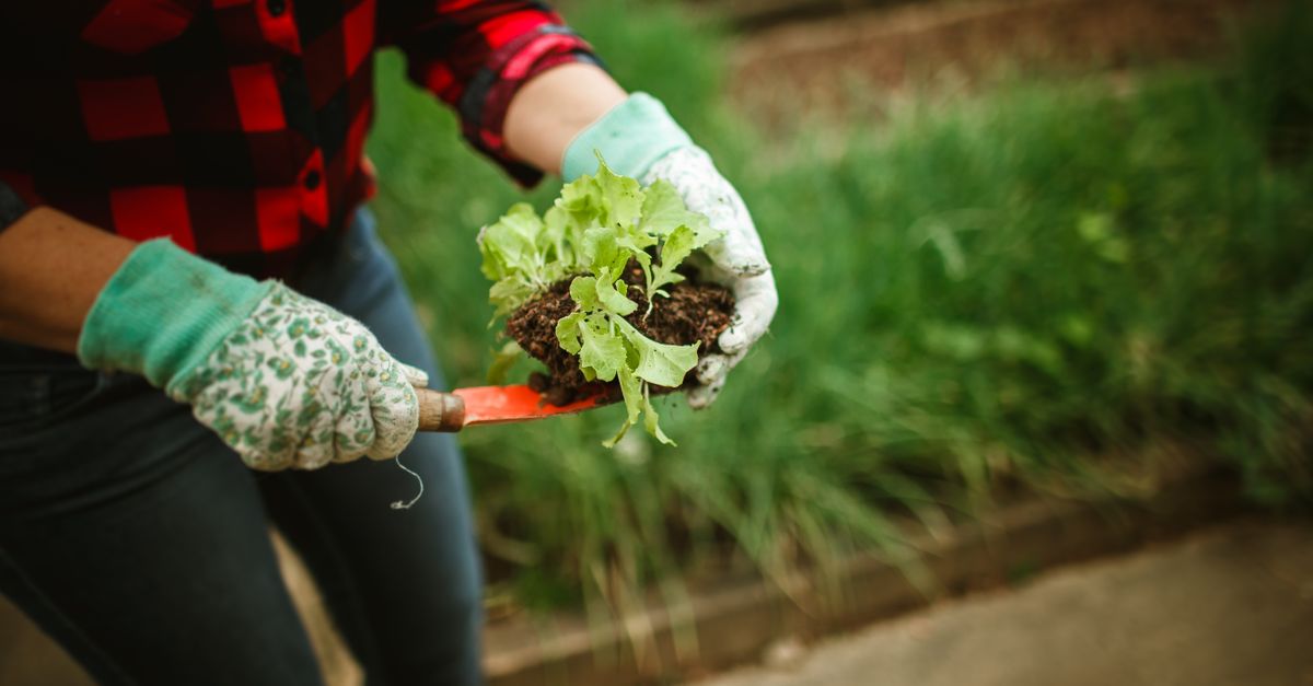 Gardening for Beginners: Your Practical Guide to Growing Your Own Food