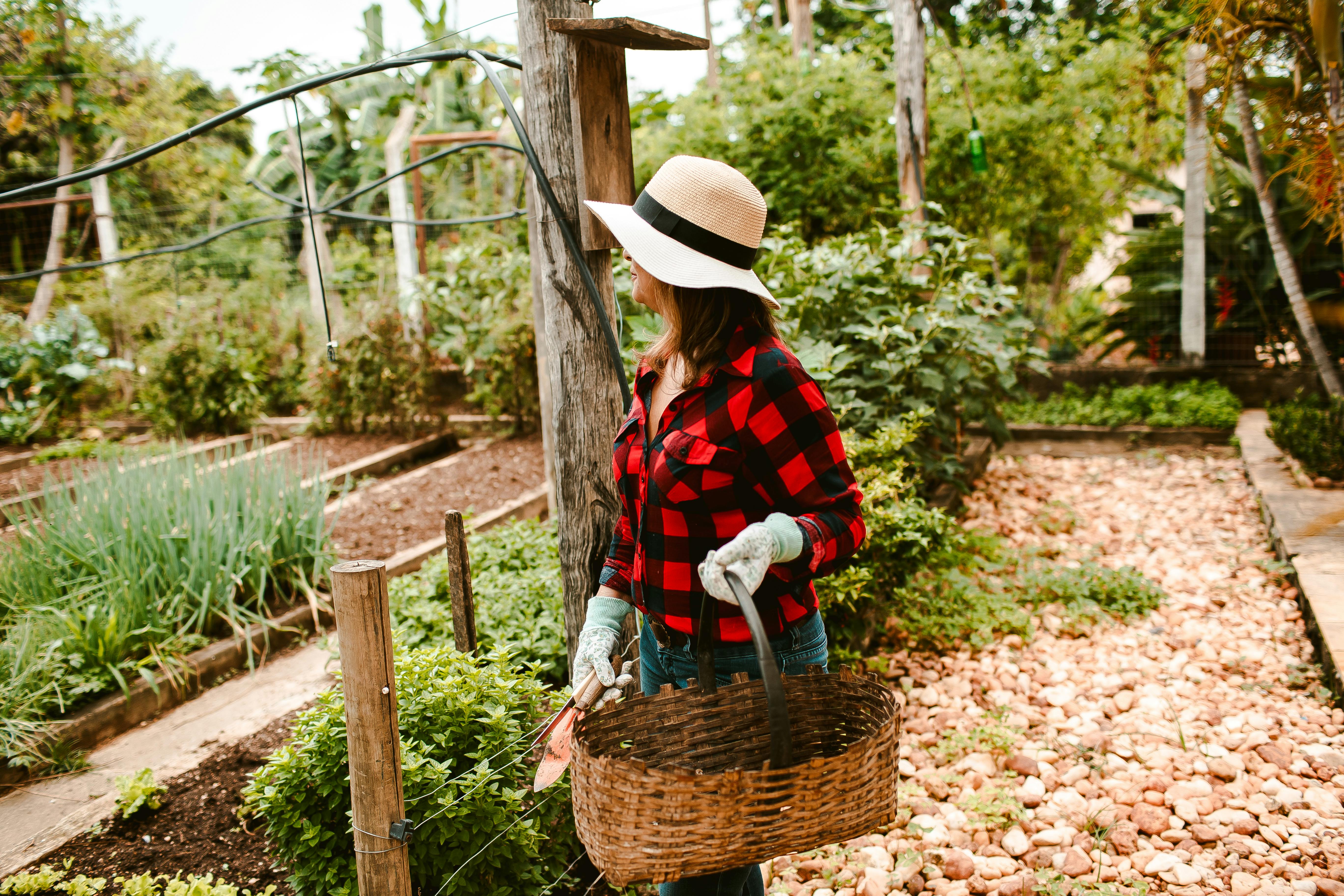 A woman in a hat and gloves tending to her garden with a basket among plants on a sunny day.