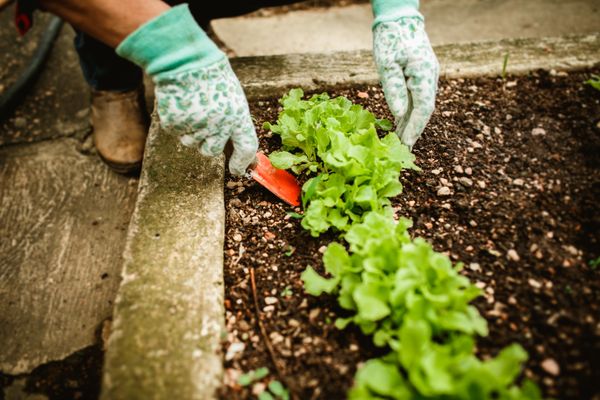 Crop Rotation Basics for Small Plots — Green Revolution Farmers