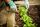 vegetable garden