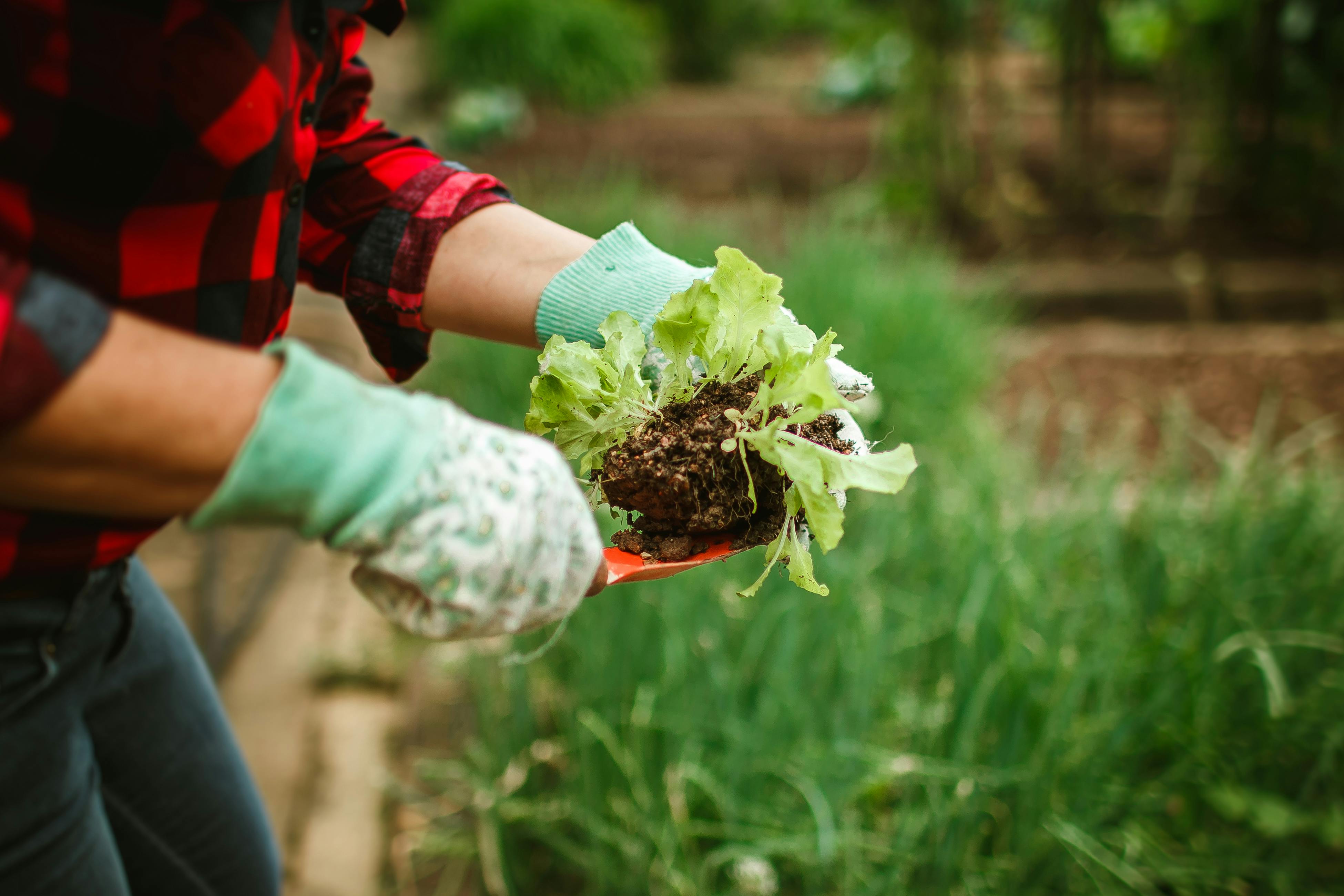 Close-up of a gardener harvesting lettuce outdoors, showing sustainable farming.
