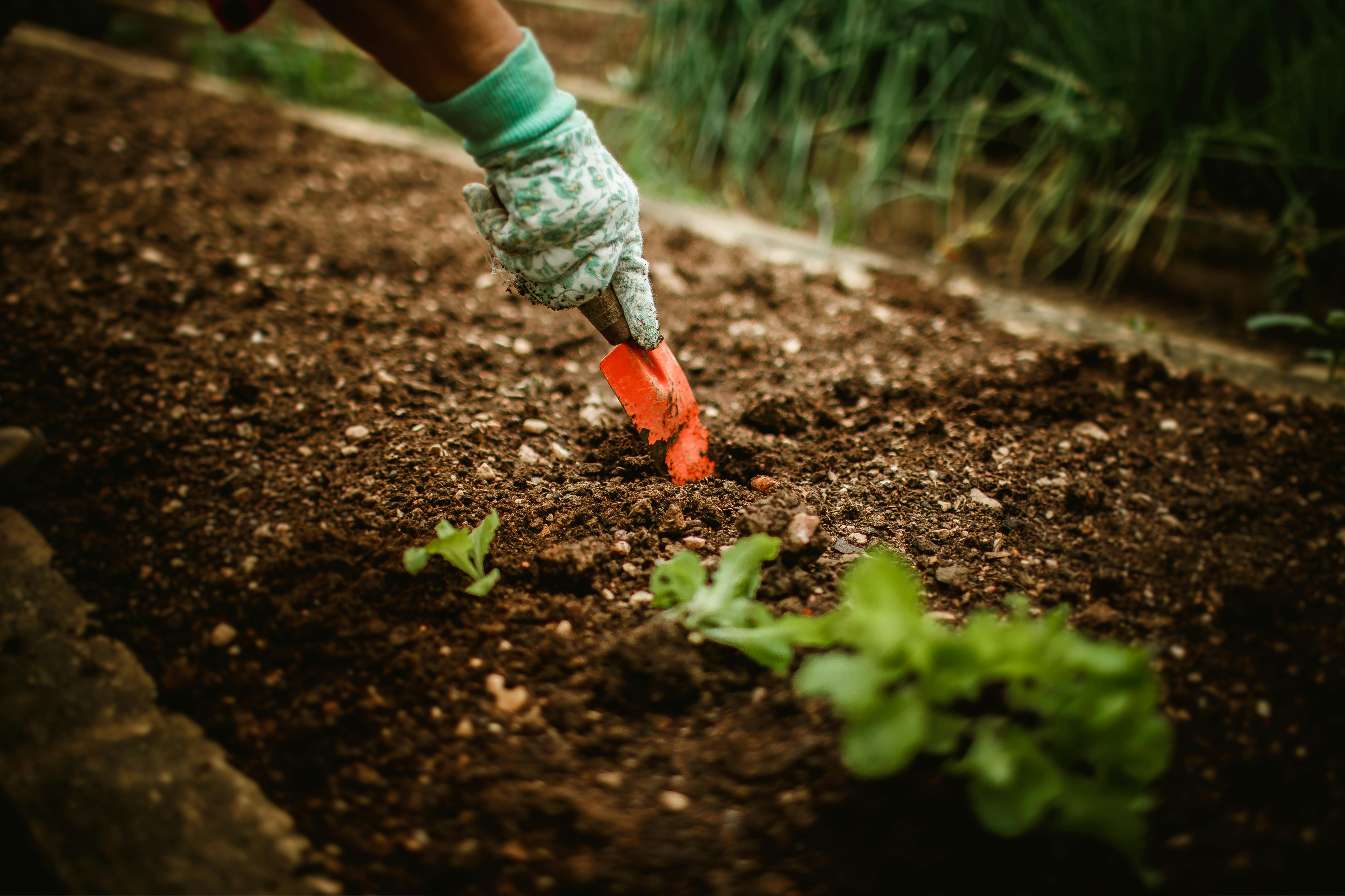 Spinach plants in a garden bed