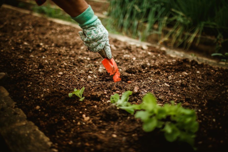 soil preparation garden