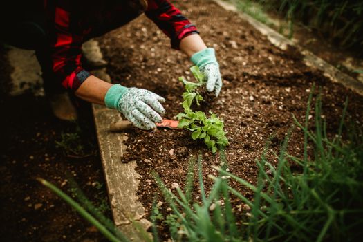 A person in gloves plants seedlings in a garden bed, showing garden care.