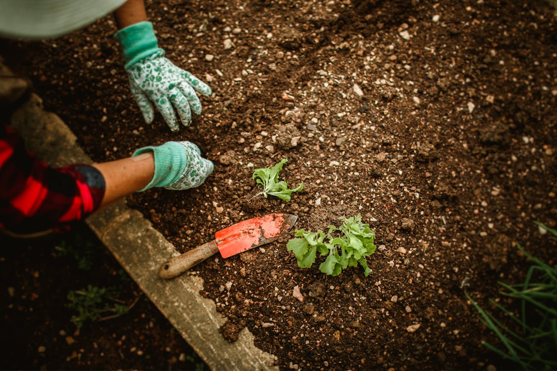 Person planting grass seeds and seedlings into prepared soil