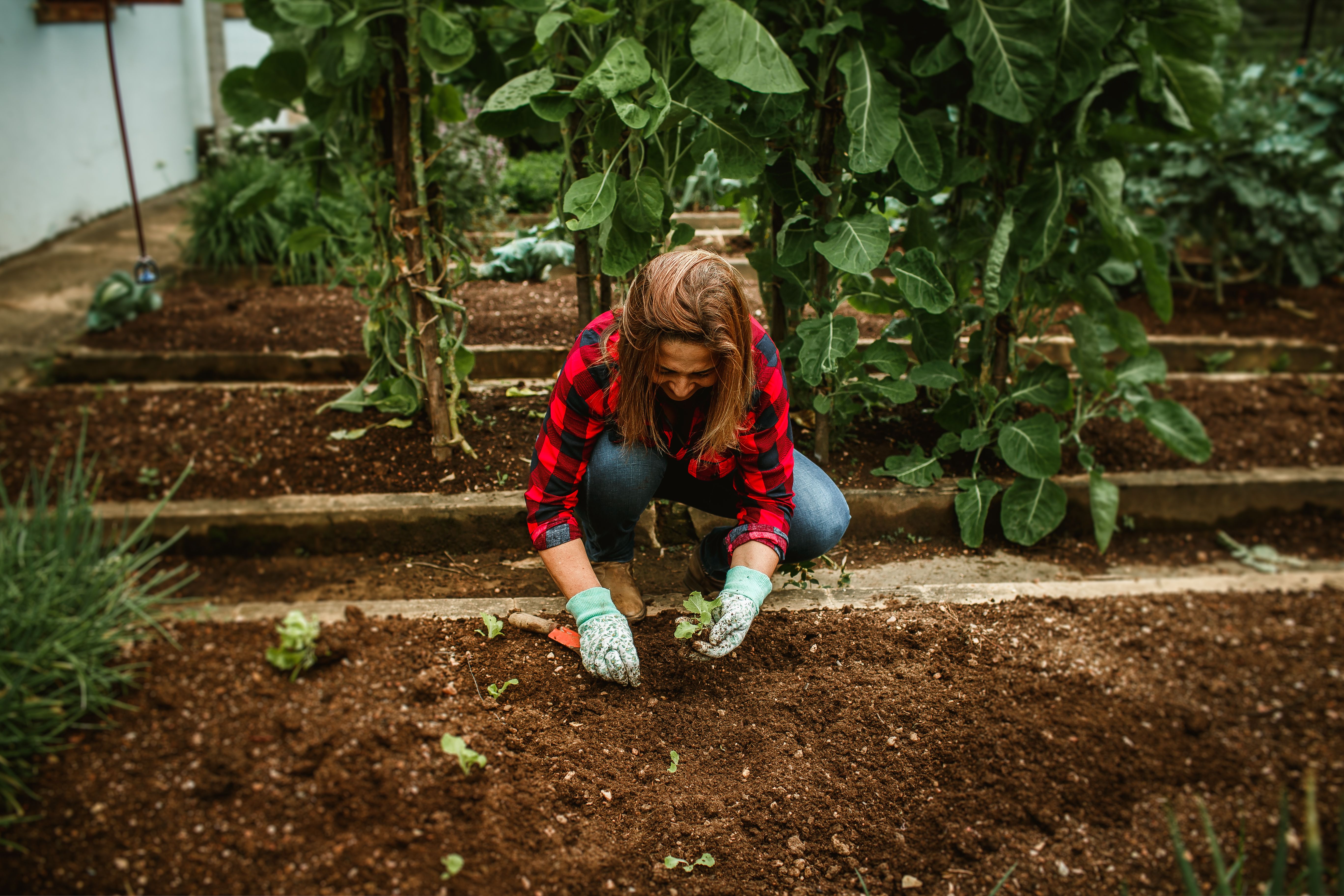 A woman tending to her organic vegetable garden, promoting sustainable agriculture.