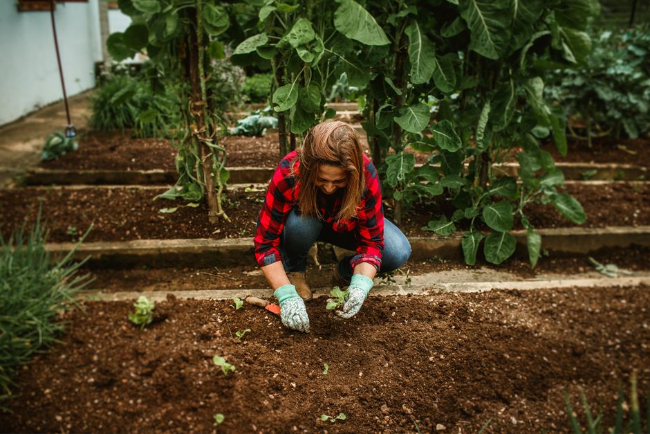 garden soil preparation vegetable