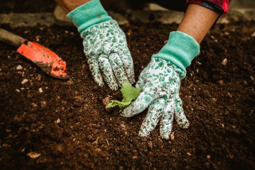 Free Close-up of hands in gloves planting a seedling in garden soil with a trowel nearby. Stock Photo