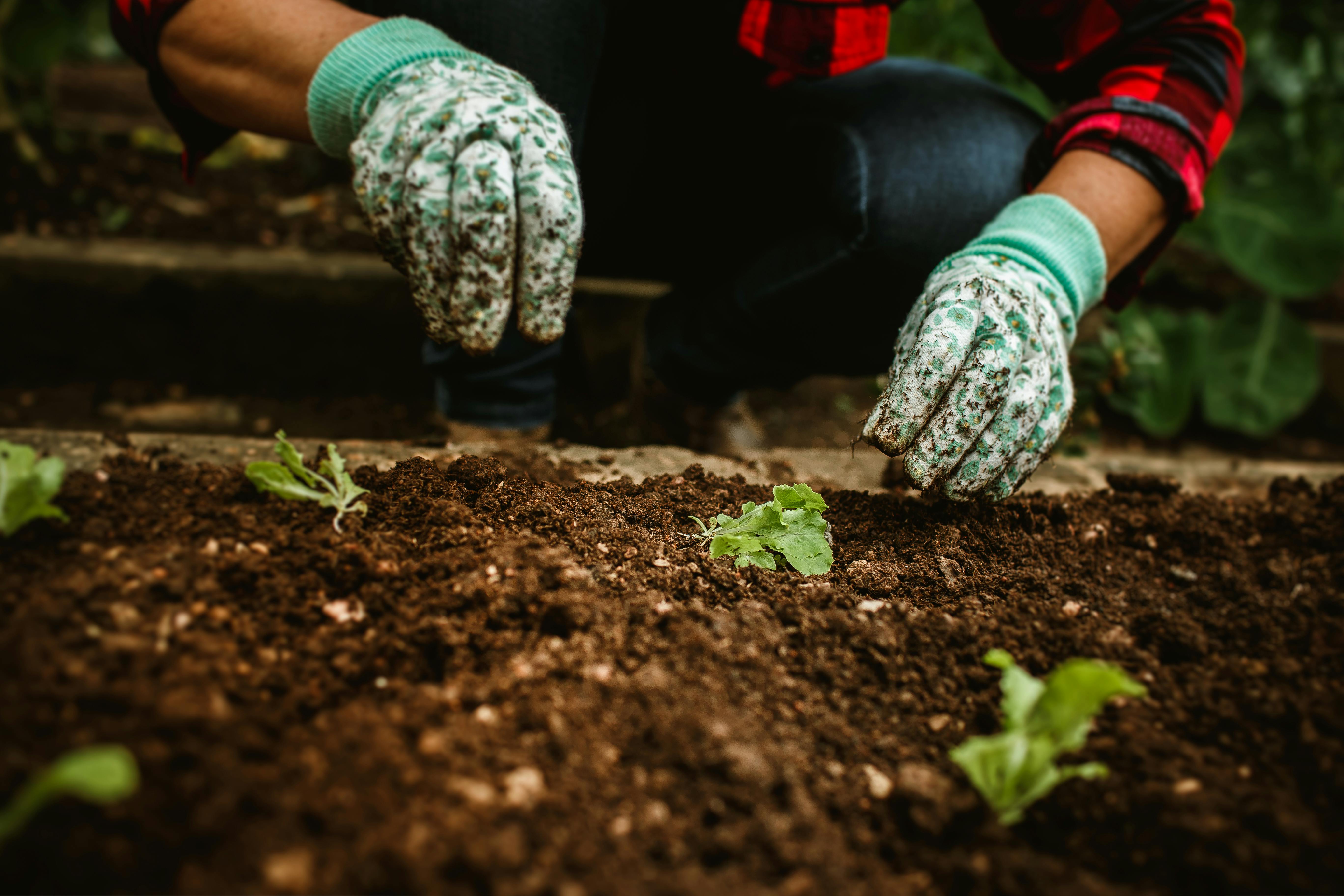 Gardening gloves are a non-negotiable — here are the best ones — Photo by Helena Lopes on Pexels