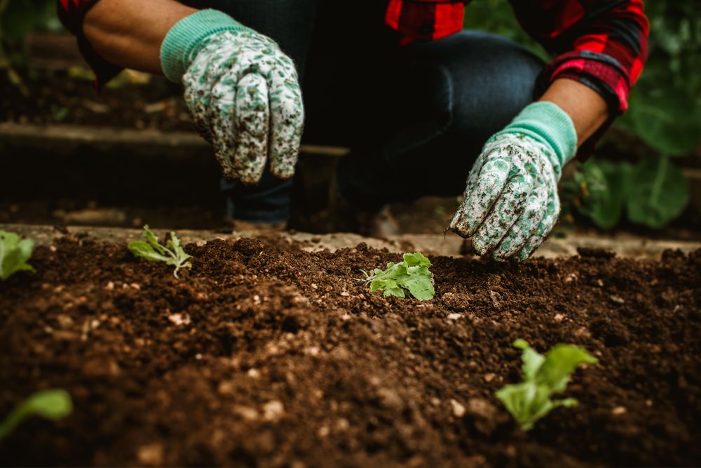 Hands in gardening gloves clearing weeds from soil