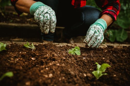 Free Hands of a gardener planting seedlings in rich, moist soil, wearing floral gloves. Stock Photo