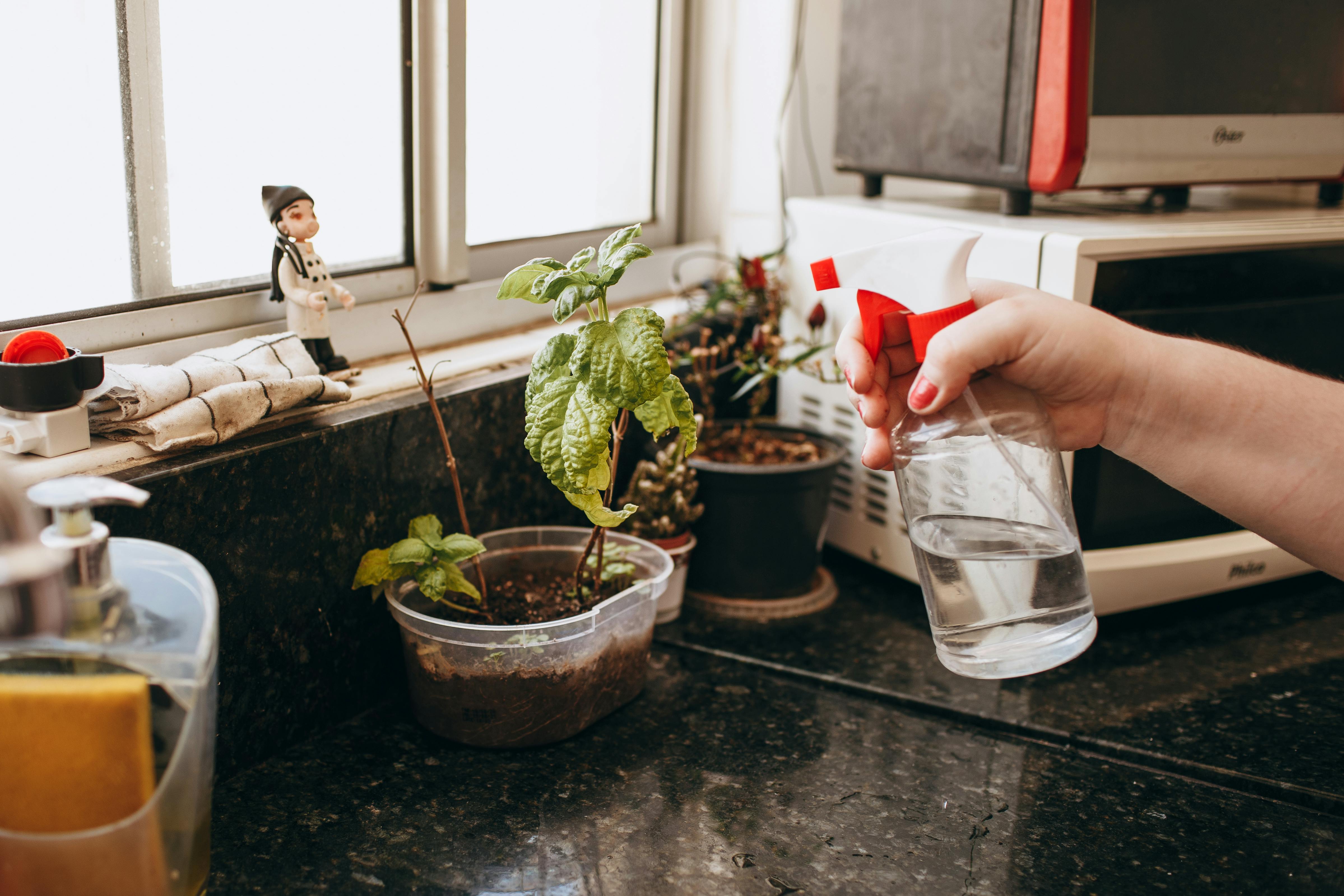A hand waters indoor plants by the window using a spray bottle on a kitchen countertop.