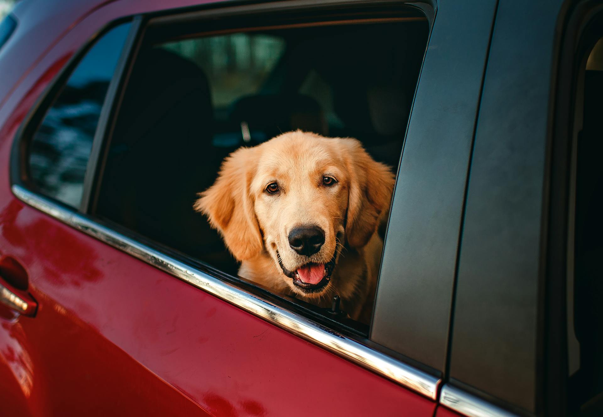 Dog in Car Window