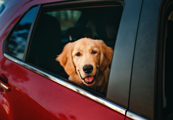 Golden Retriever güneşli günde araç camından bakıyor