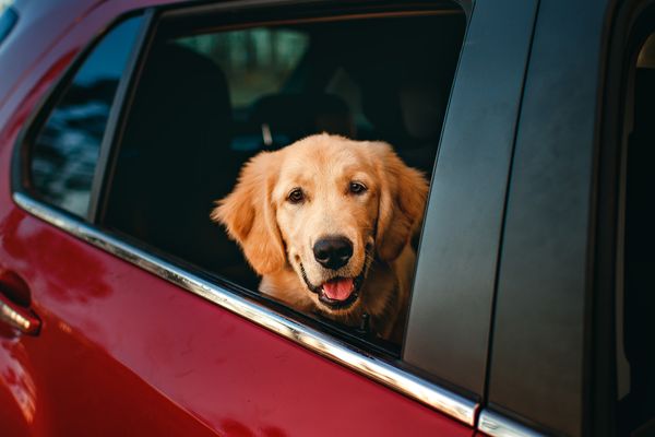 Stop Your Dog From Destroying Your Car
