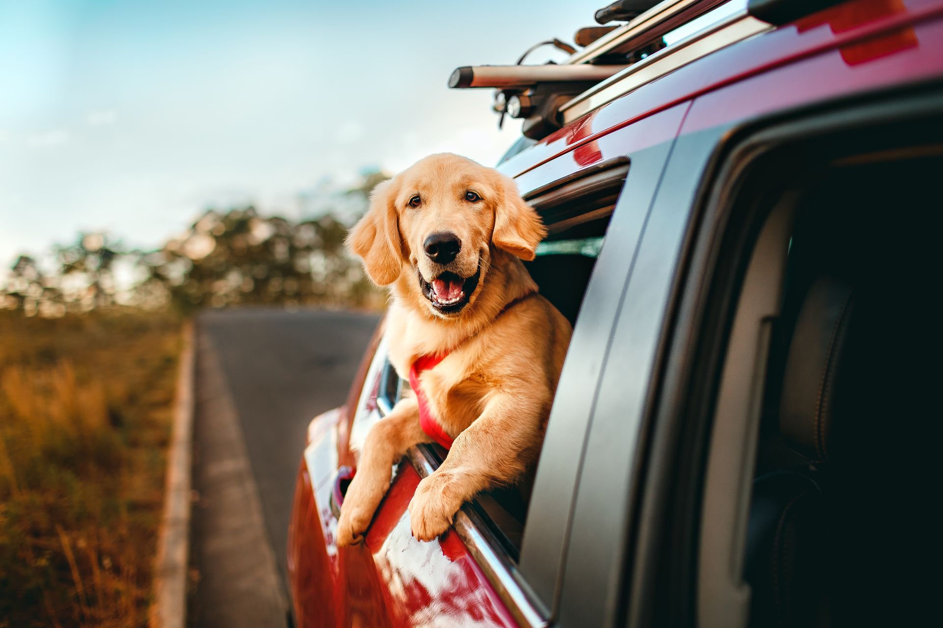 A dog is sitting in the window of a car