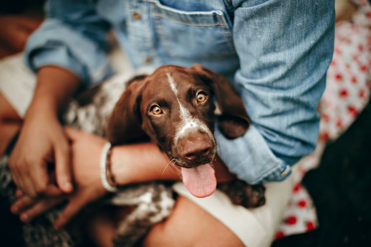 A cheerful German Shorthaired Pointer puppy with its tongue out sitting in a person's lap.