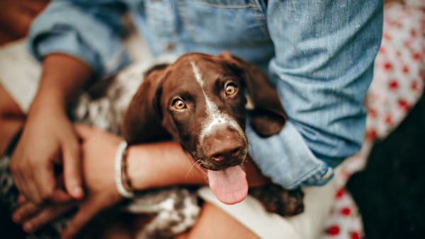 A cheerful German Shorthaired Pointer puppy with its tongue out sitting in a person's lap.