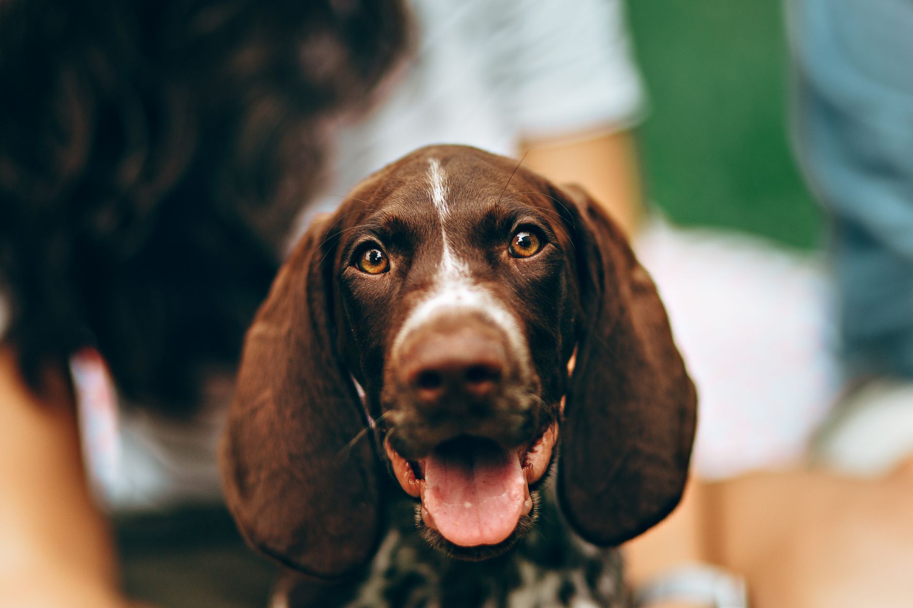 A dog undergoing diagnostic blood testing at a veterinary clinic
