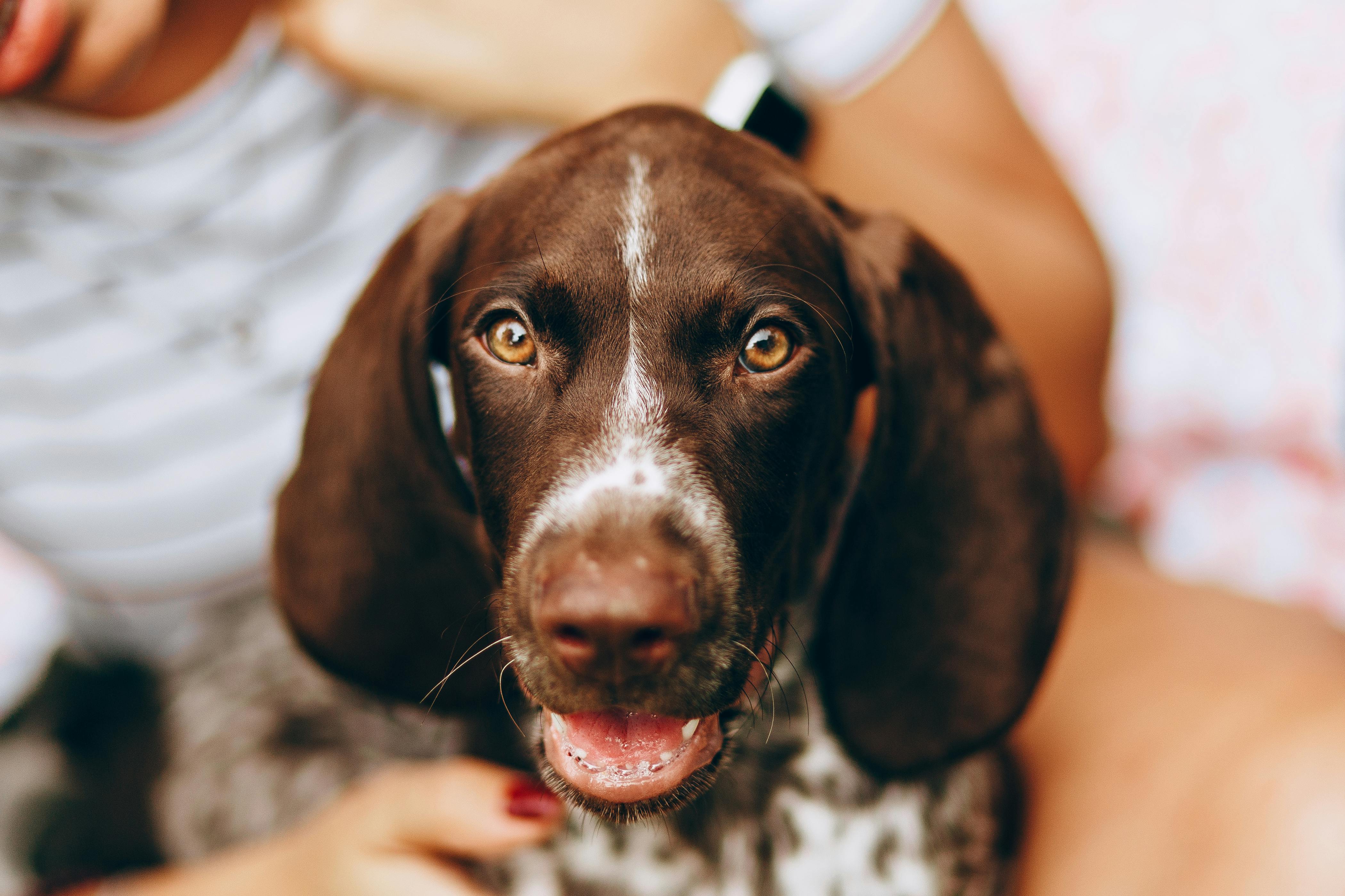 Portrait of Pointer Dog