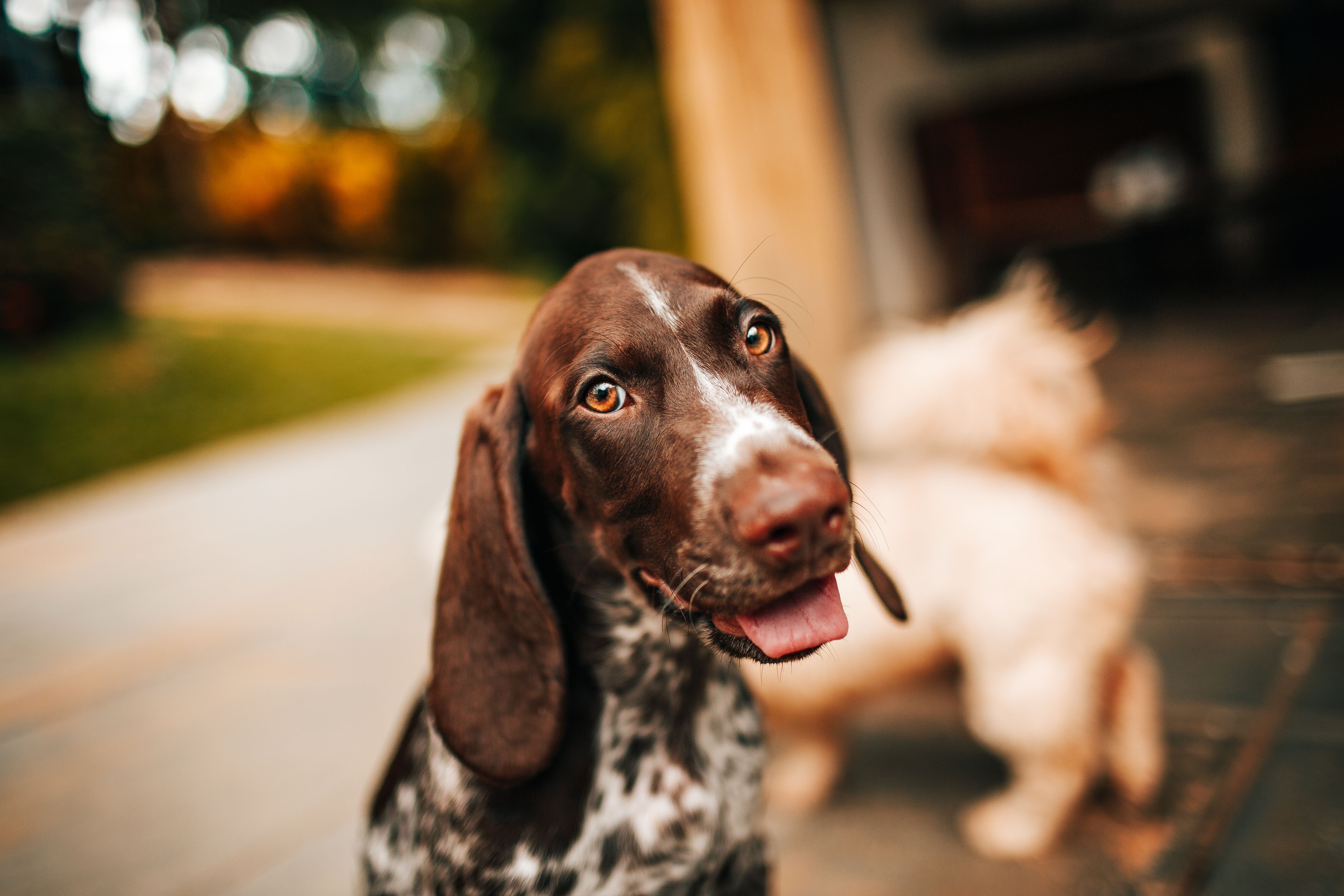 spcaLA Offers July 4 Pet Safety Advice — Photo by Helena Lopes on Pexels