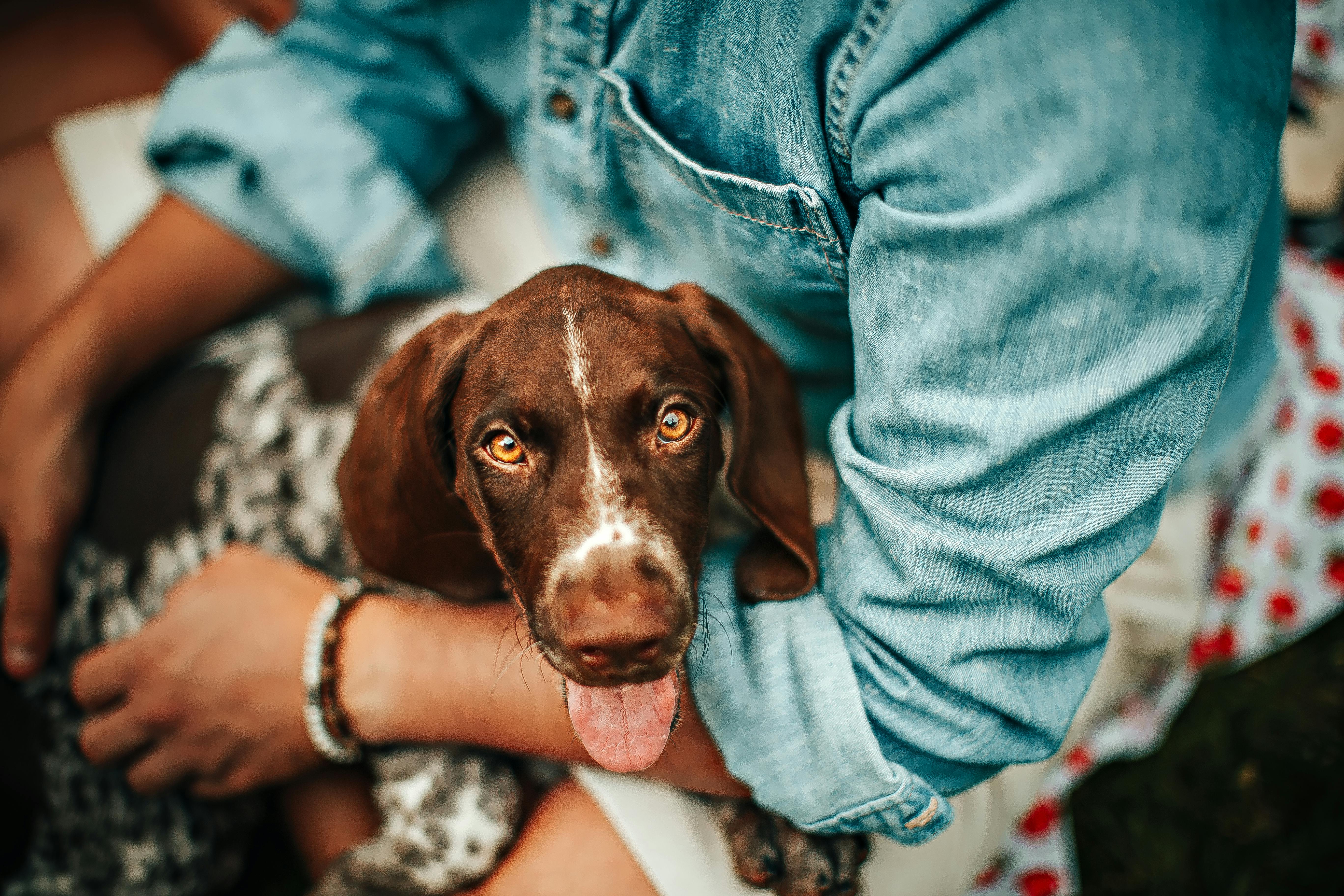 A person holding a dog in their lap