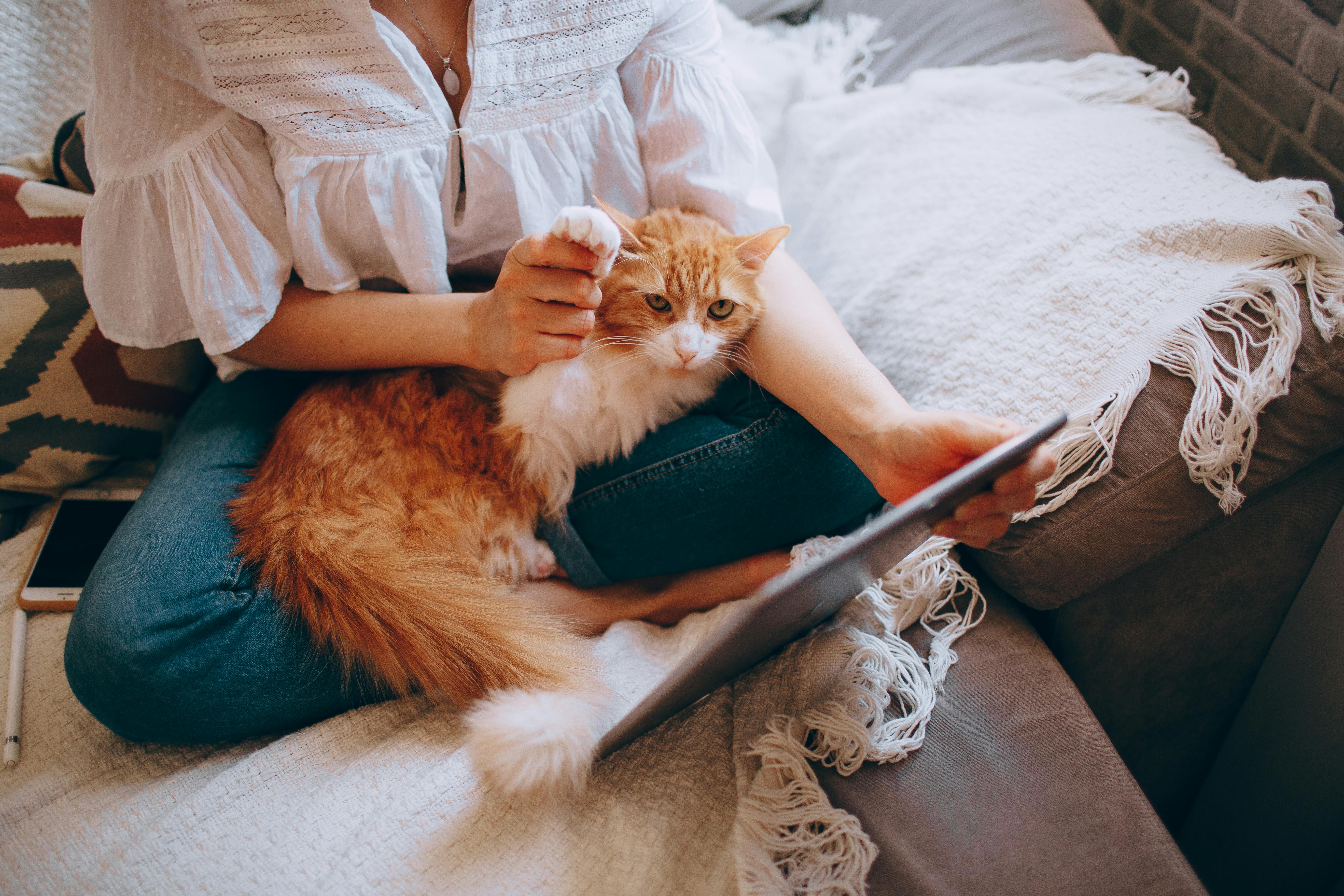 A woman relaxing with a tablet and her cat on a cozy sofa indoors, capturing a moment of peace.