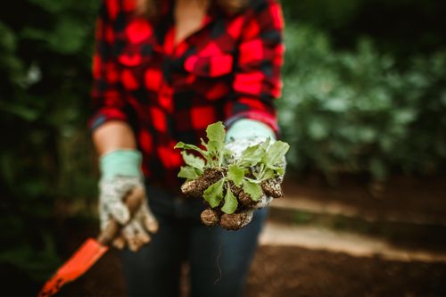 Free Close-up of a gardener's hands planting a leafy seedling outdoors. Stock Photo