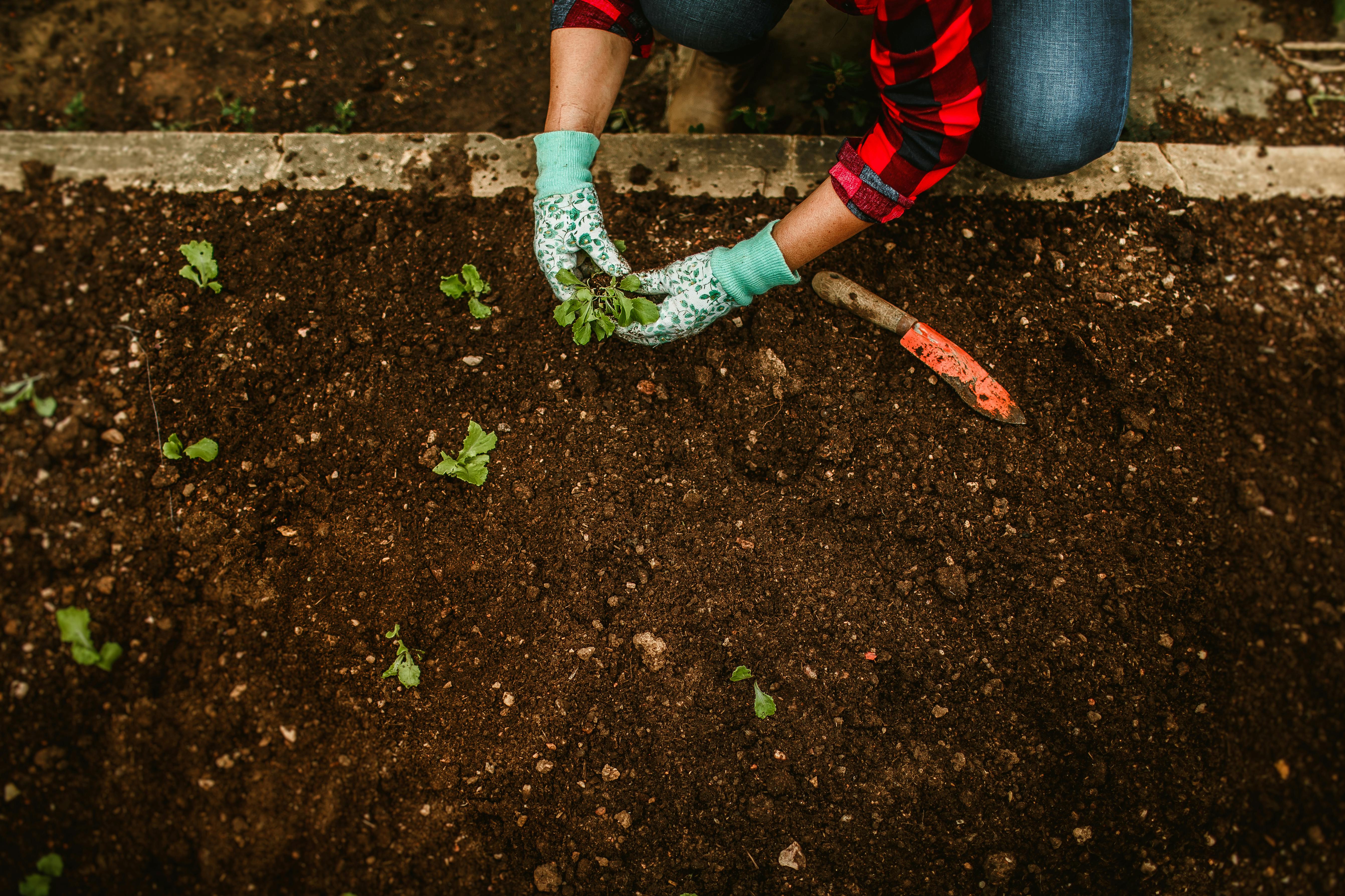 A person planting tree in garden