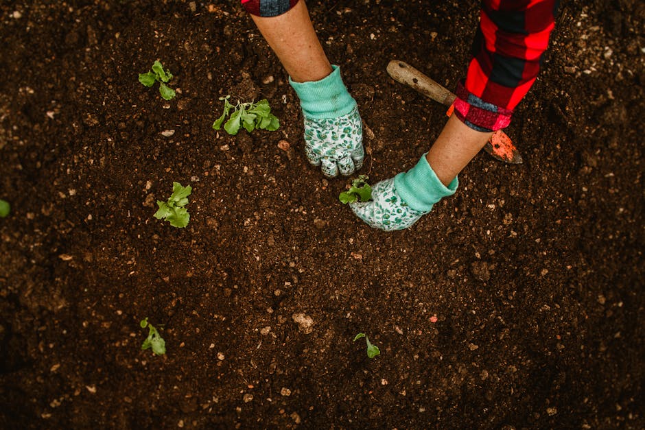 Hands wearing gloves planting seedlings in garden soil. Gardening tools visible. Outdoors, daytime.