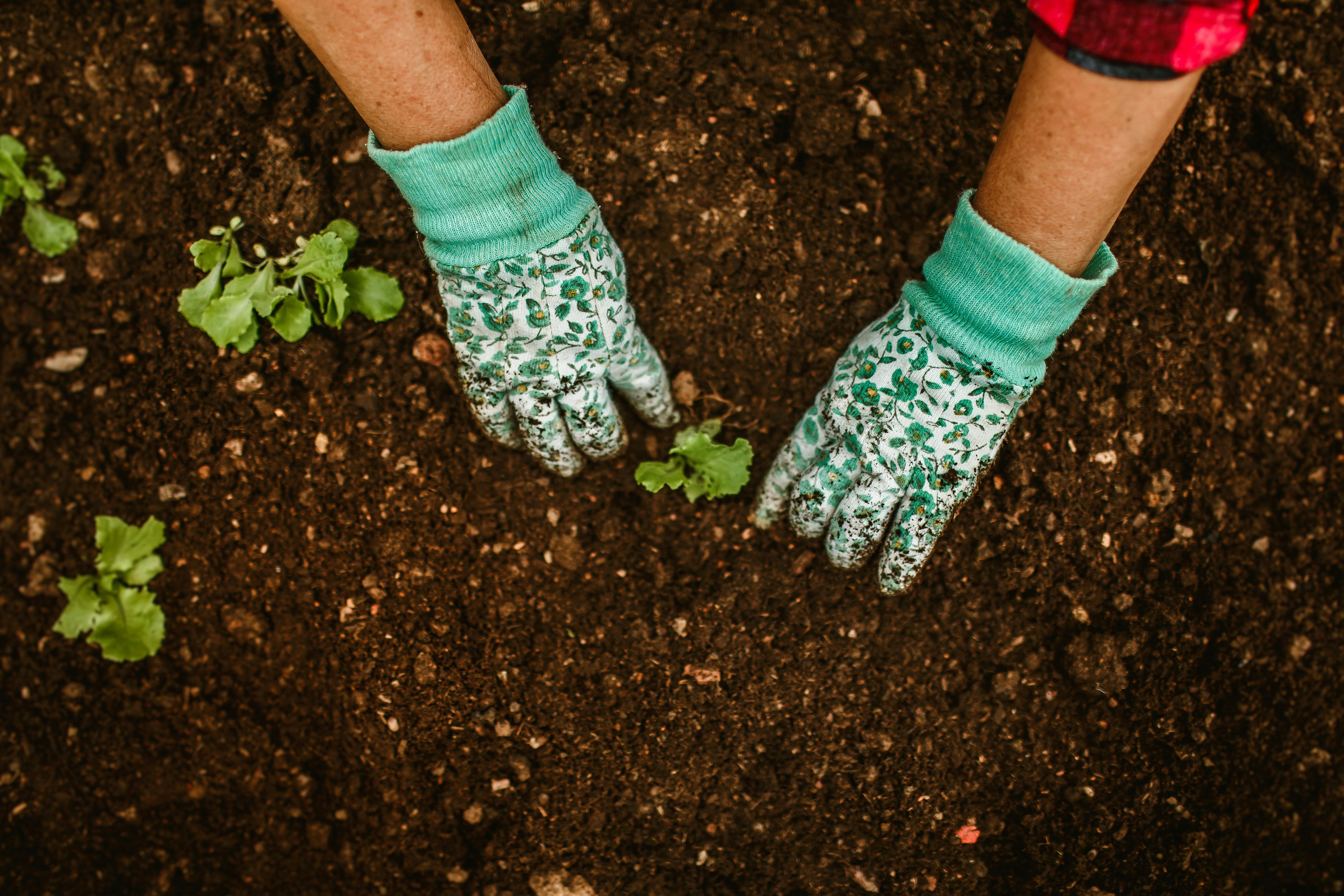 gardening meaning — Photo by Helena Lopes on Pexels