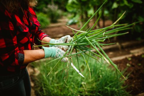 Free A woman in a plaid shirt harvesting fresh green onions from the garden. Stock Photo