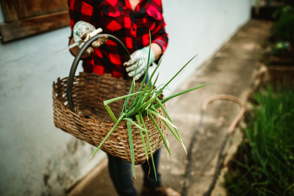 Becoming Self-Sufficient - The Complete Homesteading Course