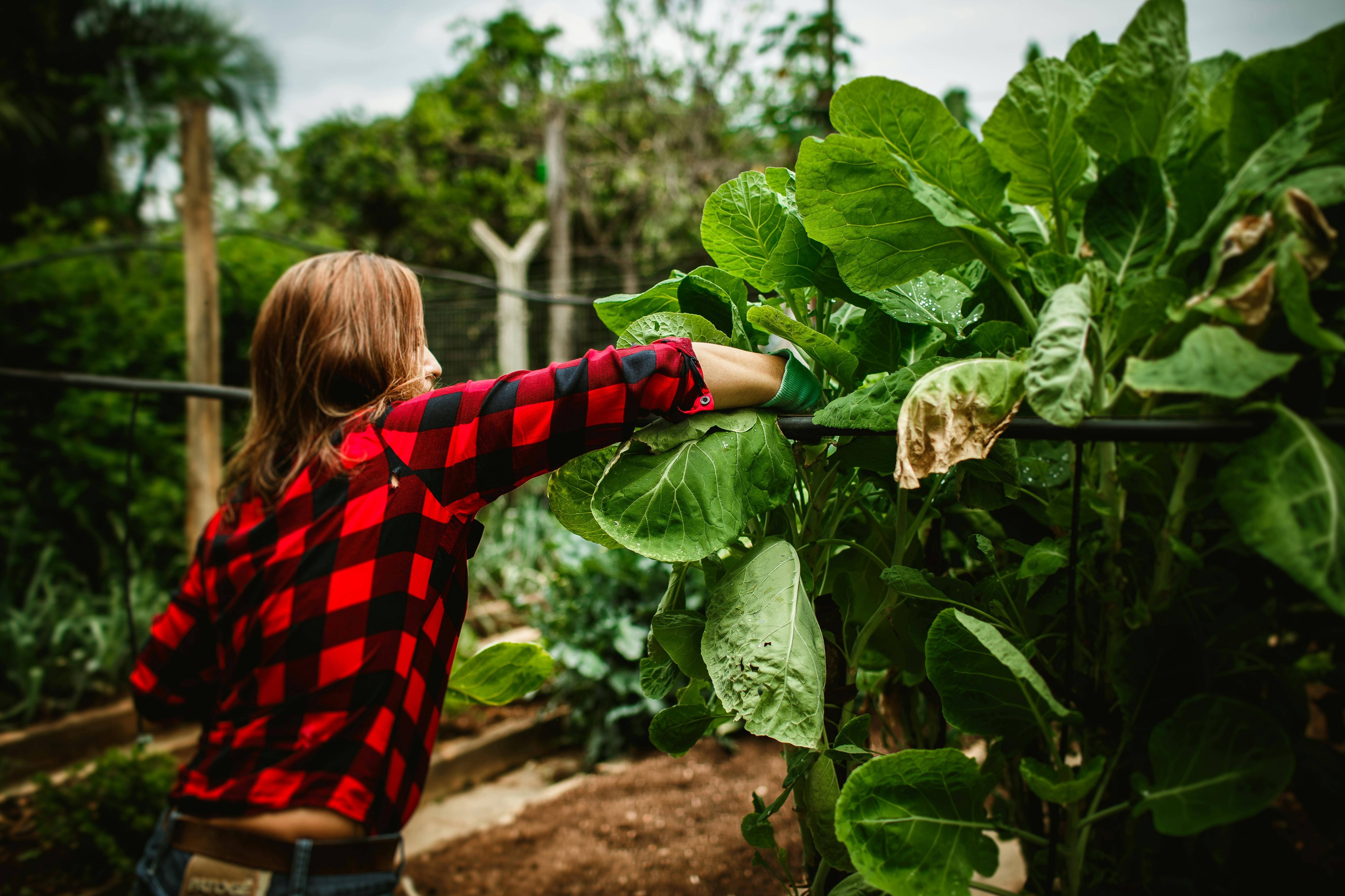 6 Vegetable Gardening Mistakes Beginners Make — And What To Do Instead — Photo by Helena Lopes on Pexels