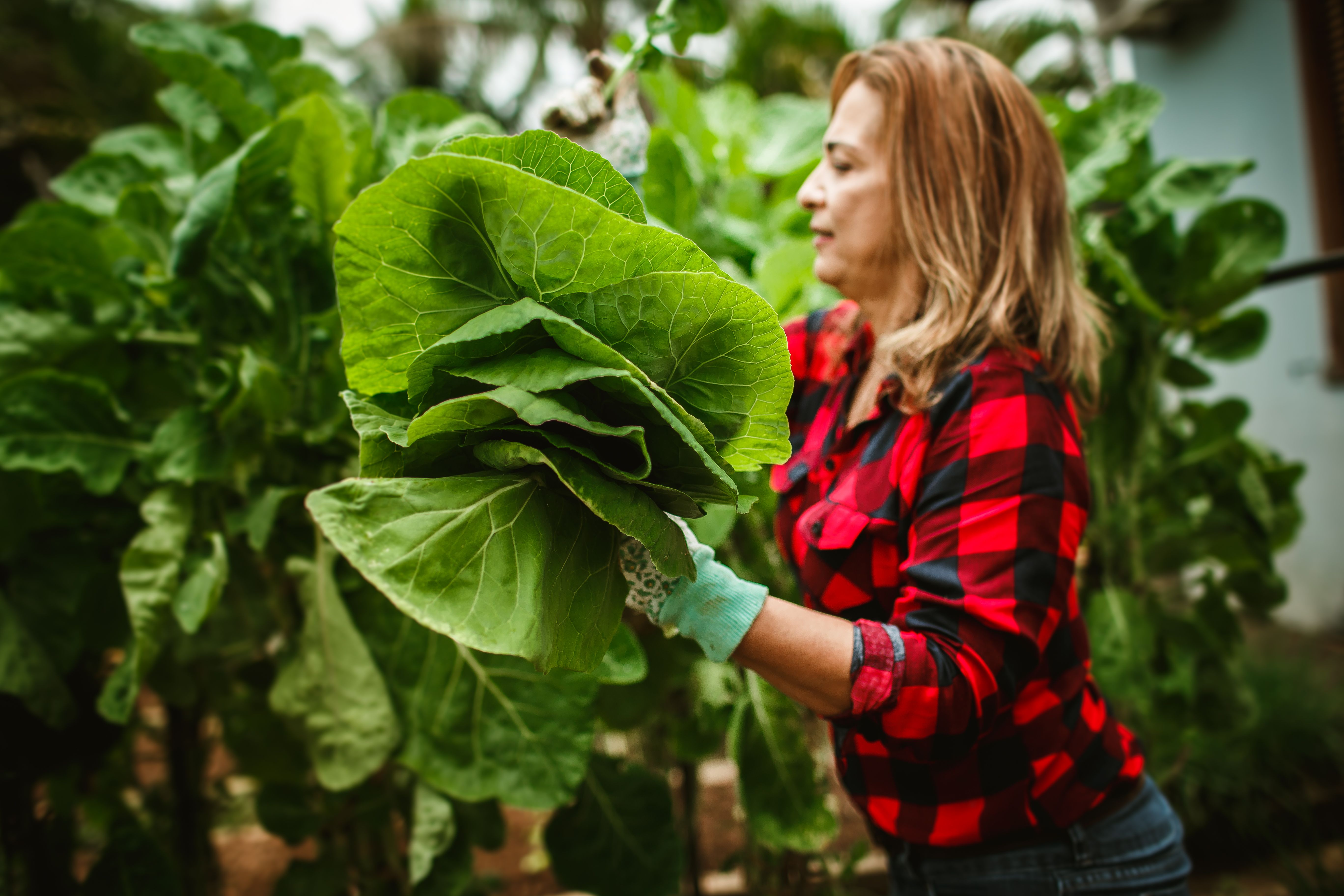The Gardening Tools That Horticulturalists at America’s Biggest Botanical Centers Swear By — Photo by Helena Lopes on Pexels