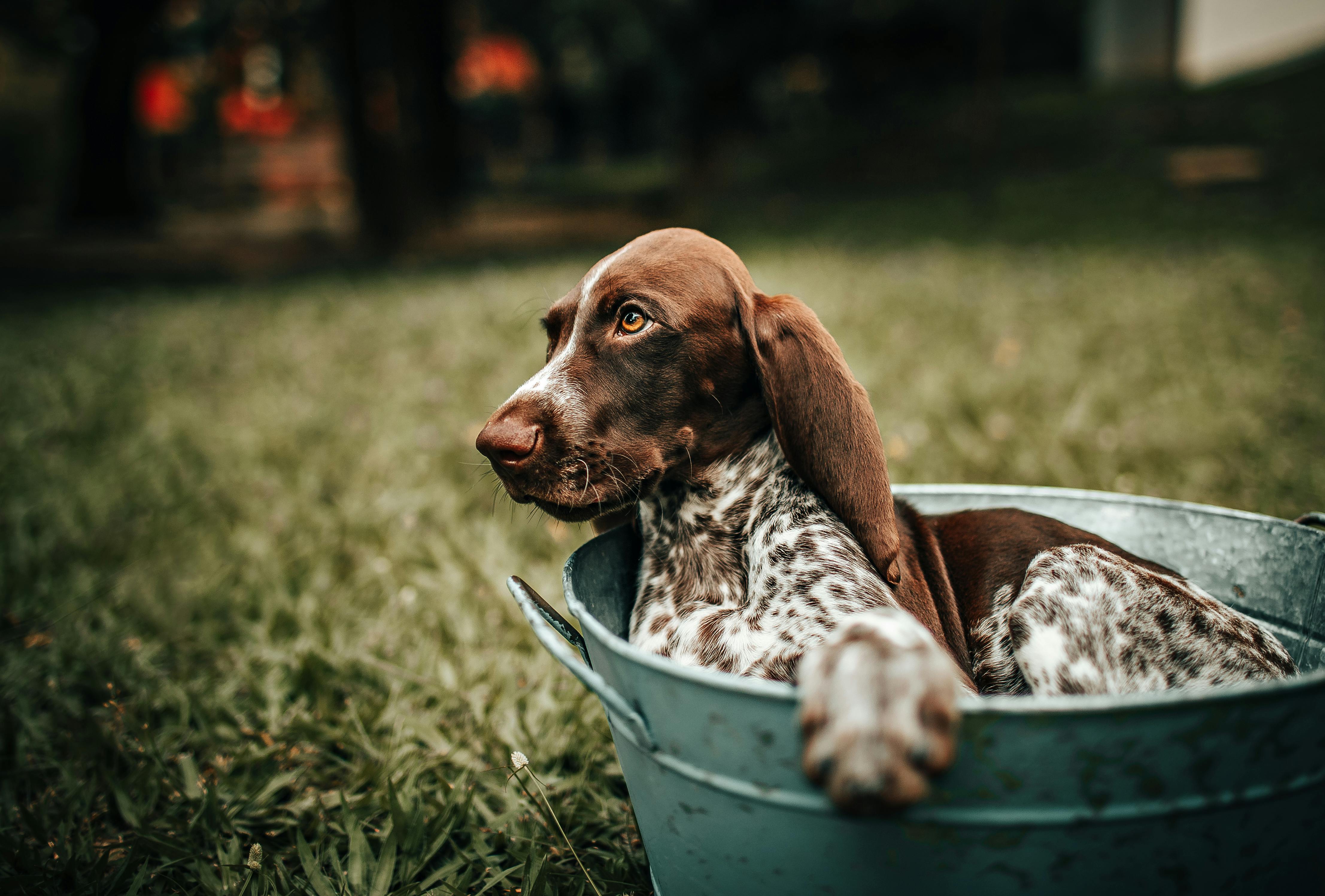 Pet grooming franchise Scenthound marks its spot in Chesterfield — Photo by Helena Lopes on Pexels