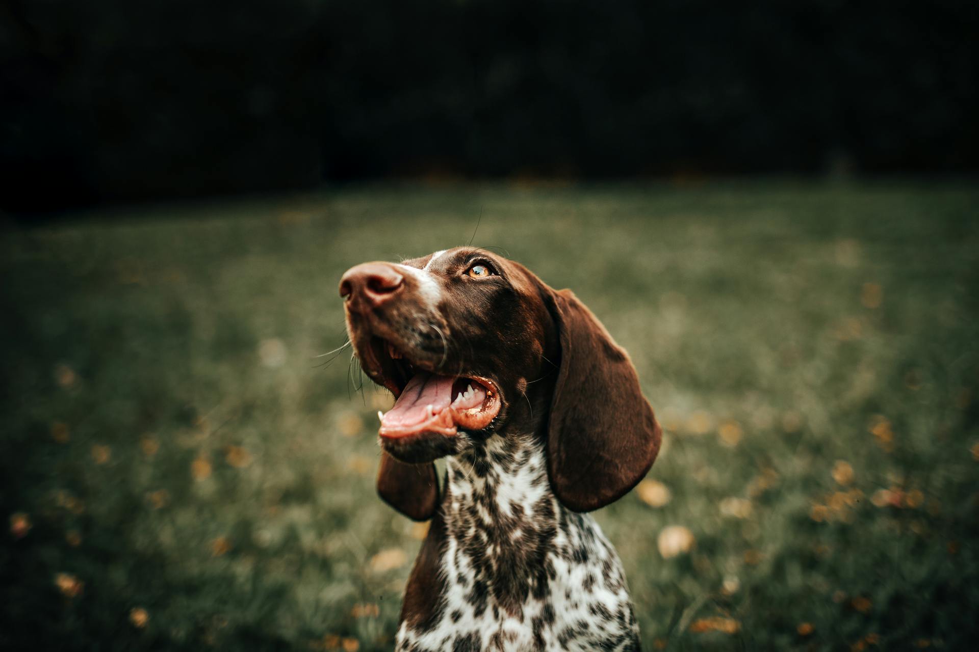 A german shorthair pointer dog in the grass