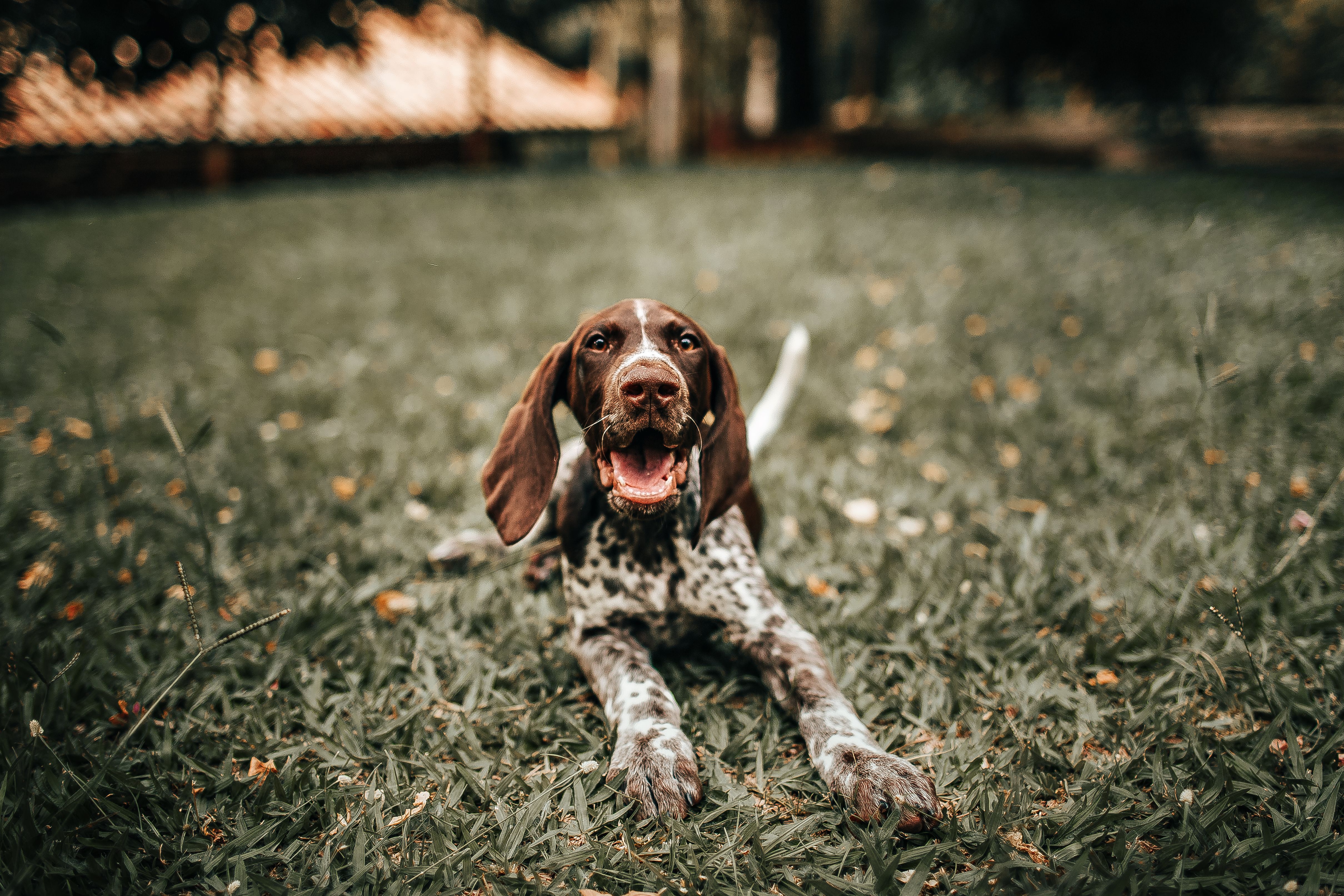 A dog laying on the grass with its tongue out · Free Stock Photo